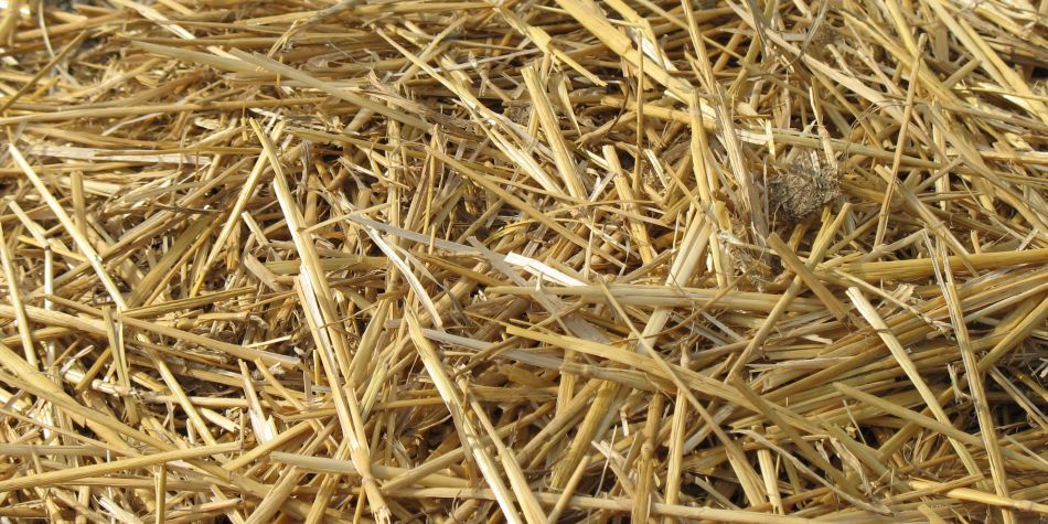 Pailles de blé durables en vrac
