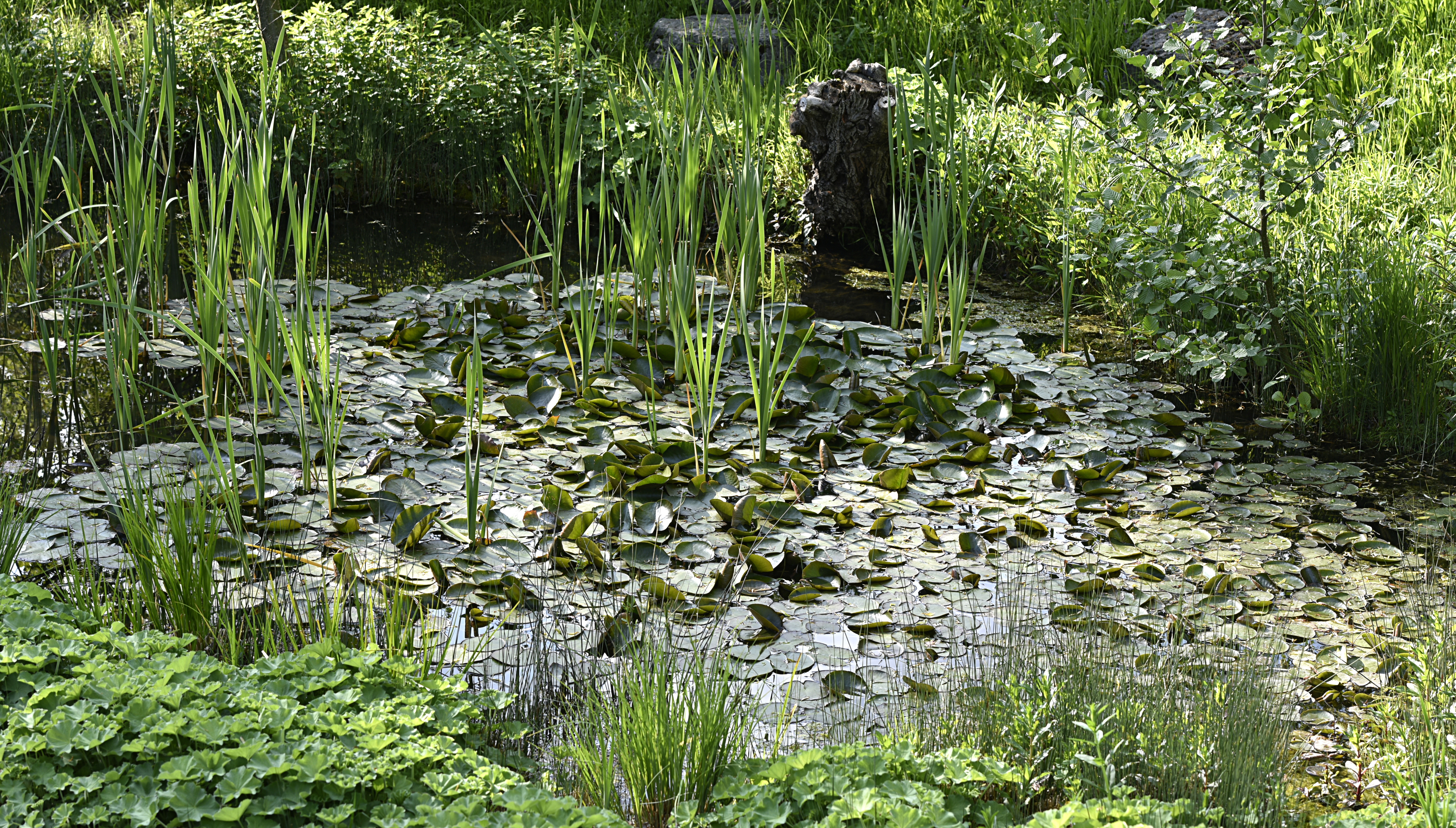 Épuration d’eau grâce aux plantes