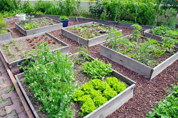 Pourquoi faire un potager ?