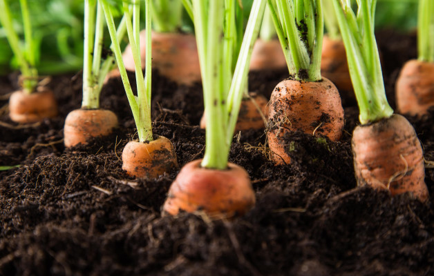 Quand planter les légumes ?